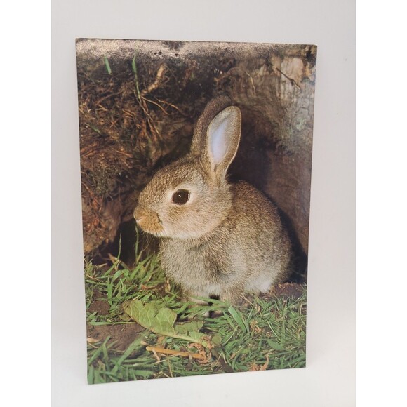 Postcard BUNNIE WABBIT John Robinson Published J. Arthur Dixon Great Britain - Picture 2 of 7